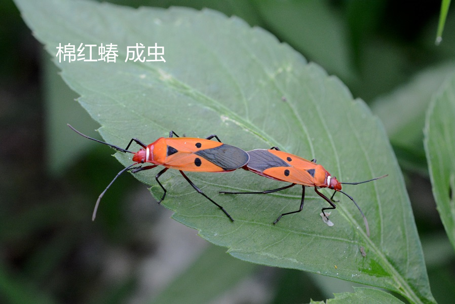 DSC_2224副本.jpg